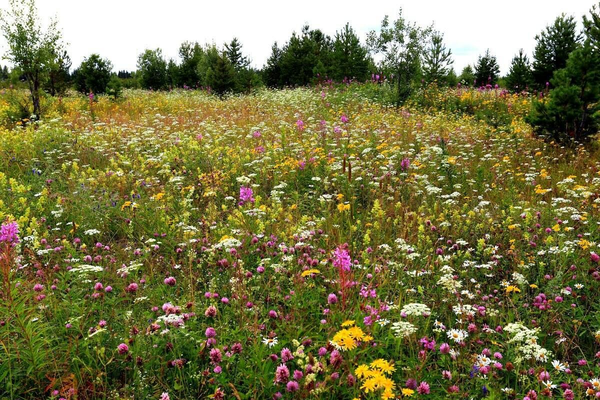 Разнотравье