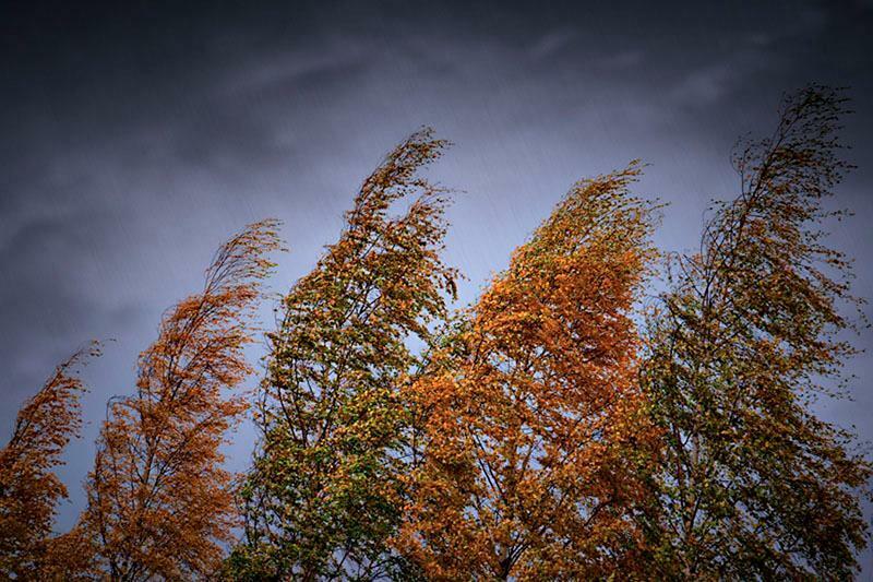 Брат мой ветер, Рябов борис