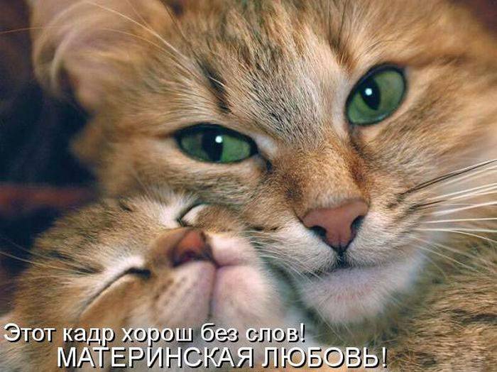 Святая материнская любовь...