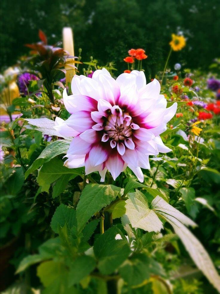 Вот и Август уже на исходе