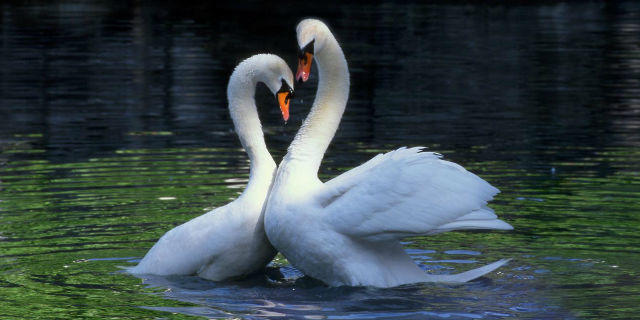 Танец белых лебедей