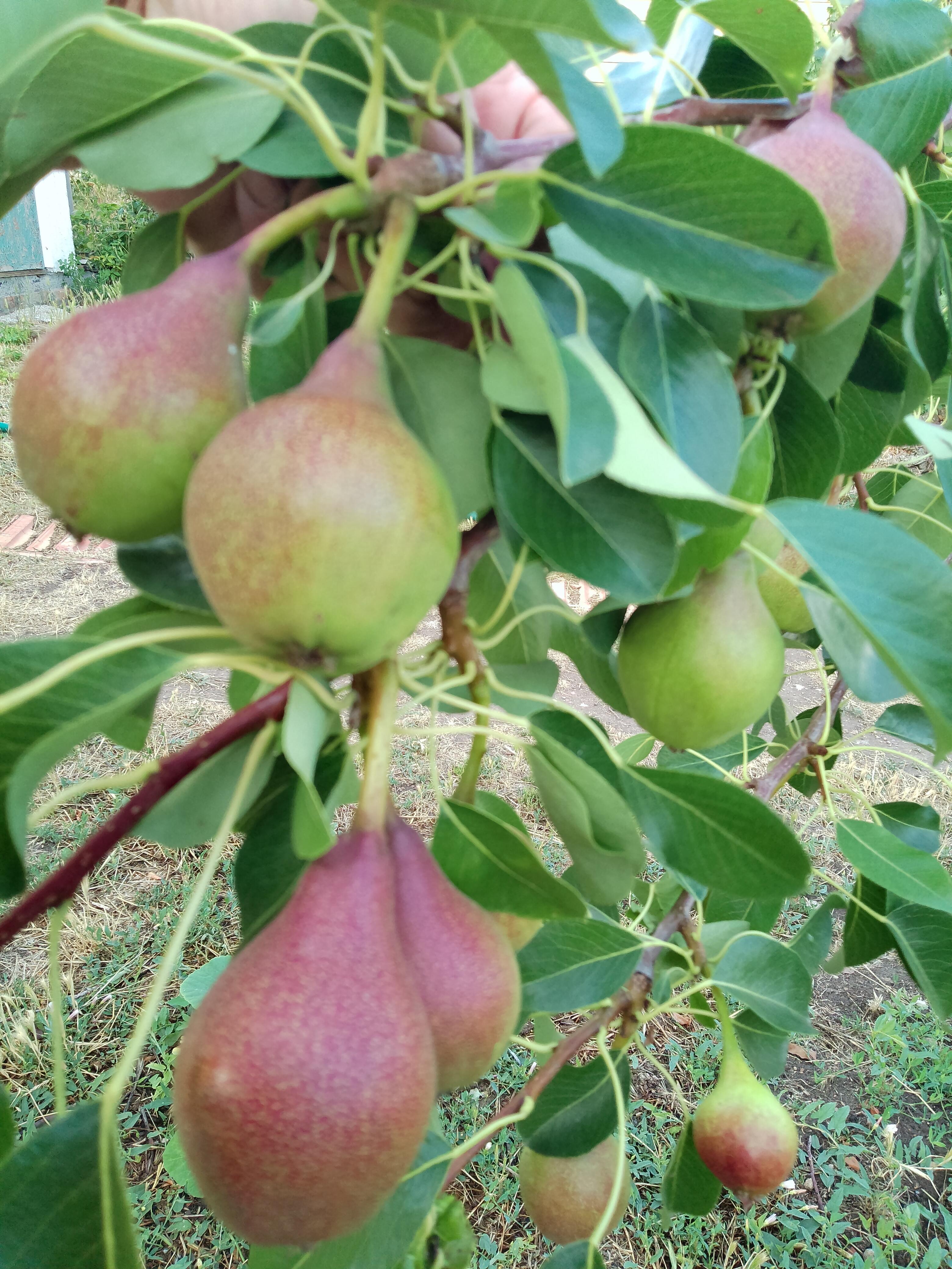 Мальвина за пазухой