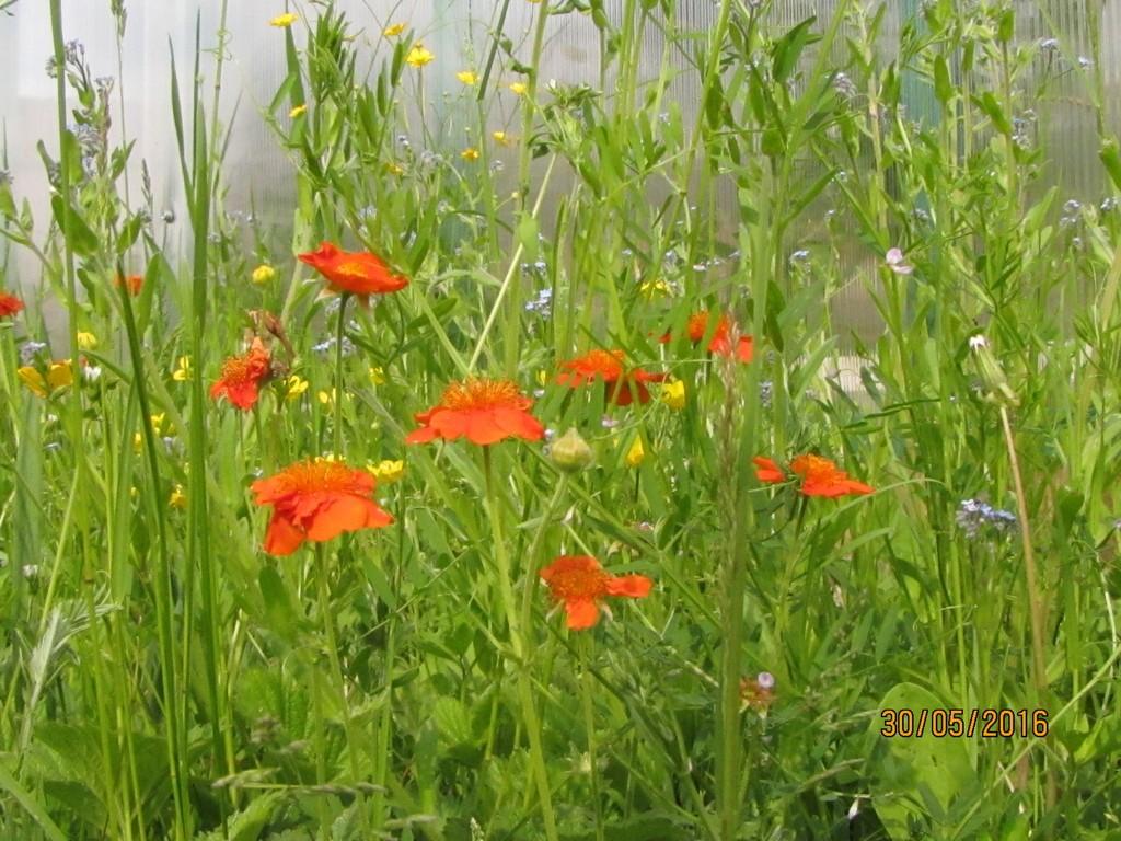 КРАСКИ ЛЕТА…