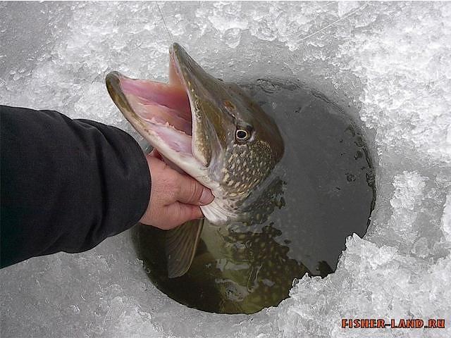 ЕМЕЛИНА ЩУКА - (за чистоту природы)