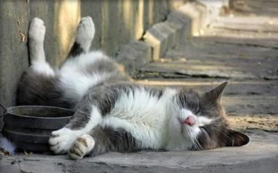 Трансцендентальное