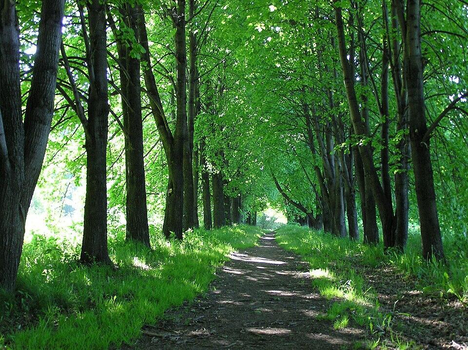 Ни роща, ни дубрава, Щебечут воробьи...ALEKS_BCH /Алексей Захаров/ & SUNО