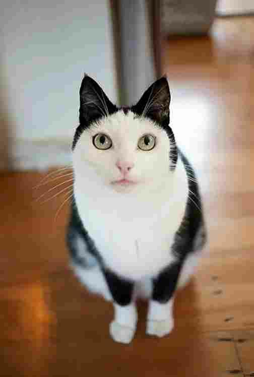 Возвращение красавца