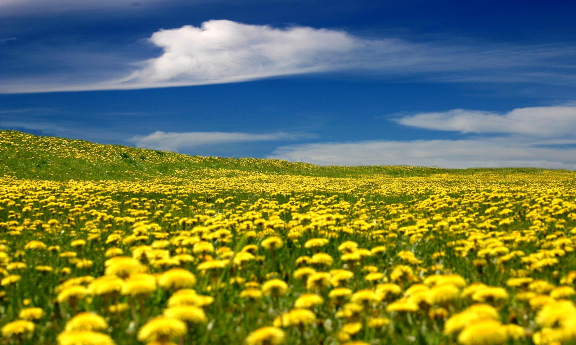 МАЛЕНЬКИЕ СОЛНЫШКИ