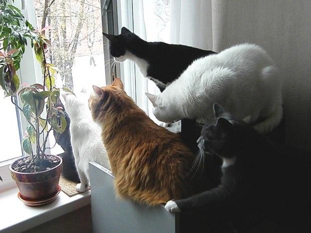 Новости в окошке (котоматрицы)