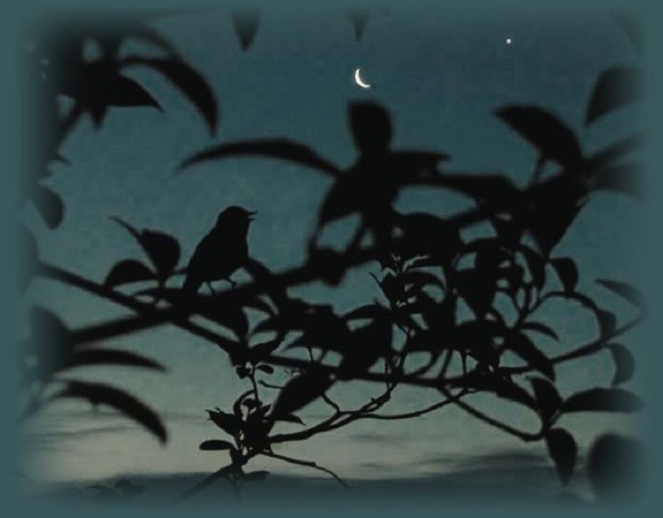  Расстарался соловей