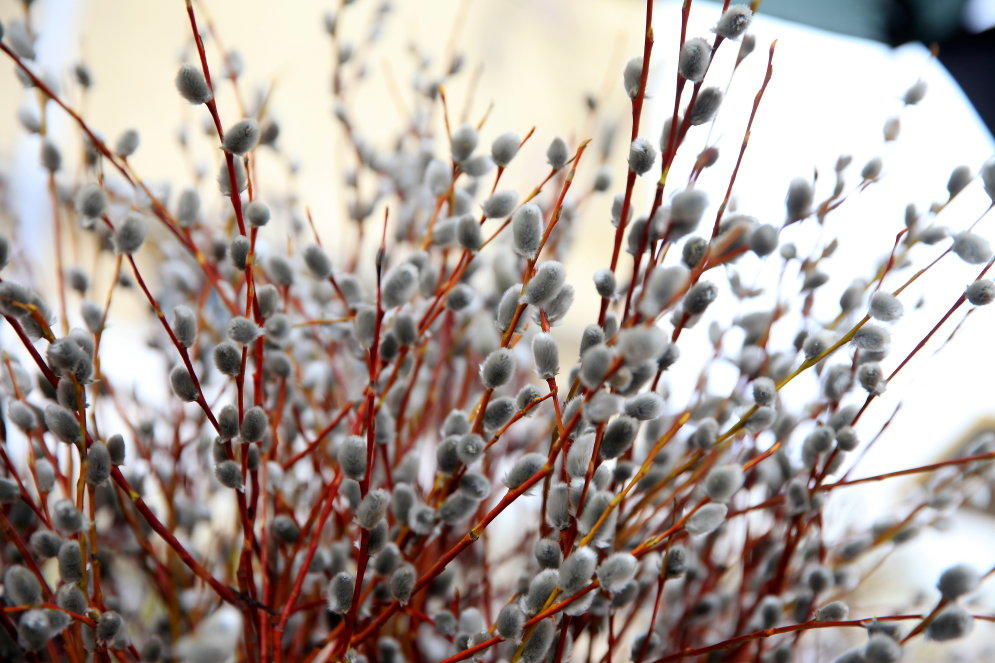 Воспоминания