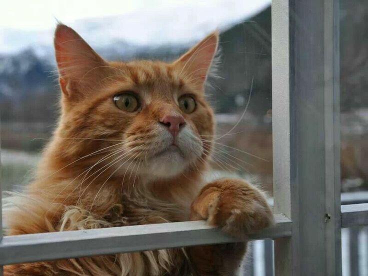 РЫЖИЙ  ЛИСТ  Я  РЫЖИЙ  ТОЖЕ