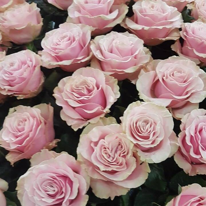 Я ВАМ СКАЖУ СВОИ МЕЧТЫ