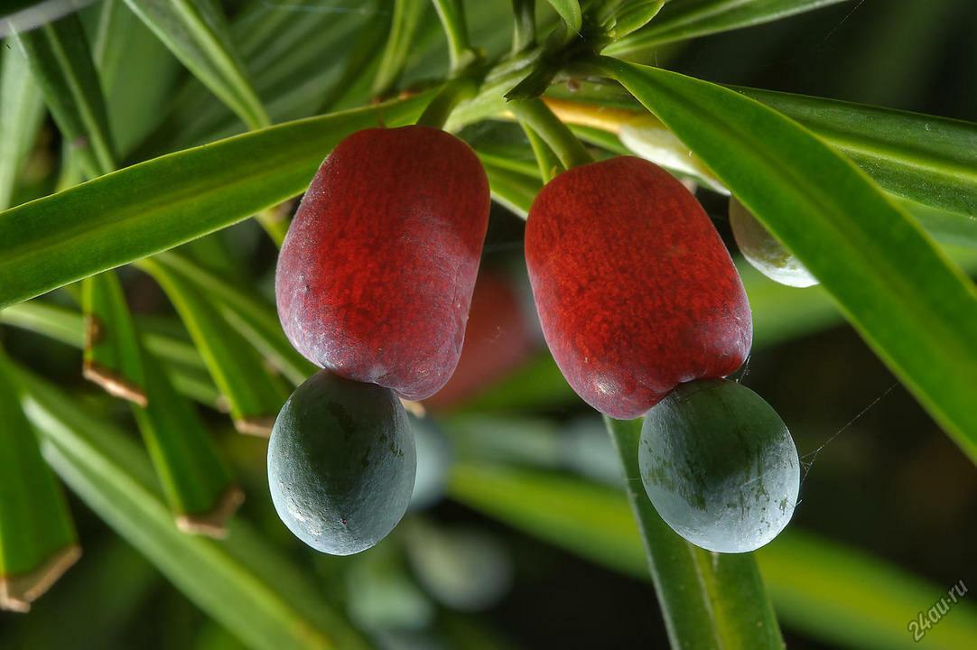 ВКУСНОЕ ДЕРЕВО