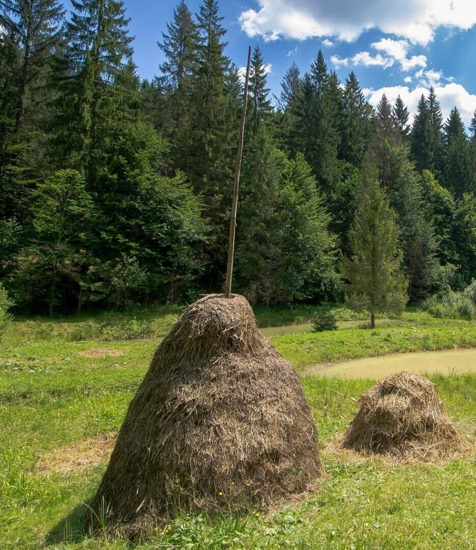 Запах Травы По Зорьке Скошенной.