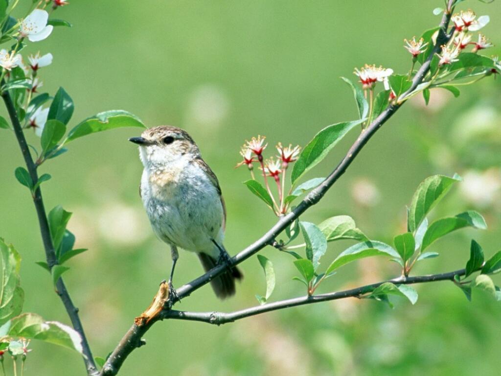 Запахи любви несёт весна