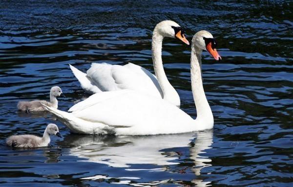 ЛУЧ, СЛОВНО БАЛЕТМЕЙСТЕР.