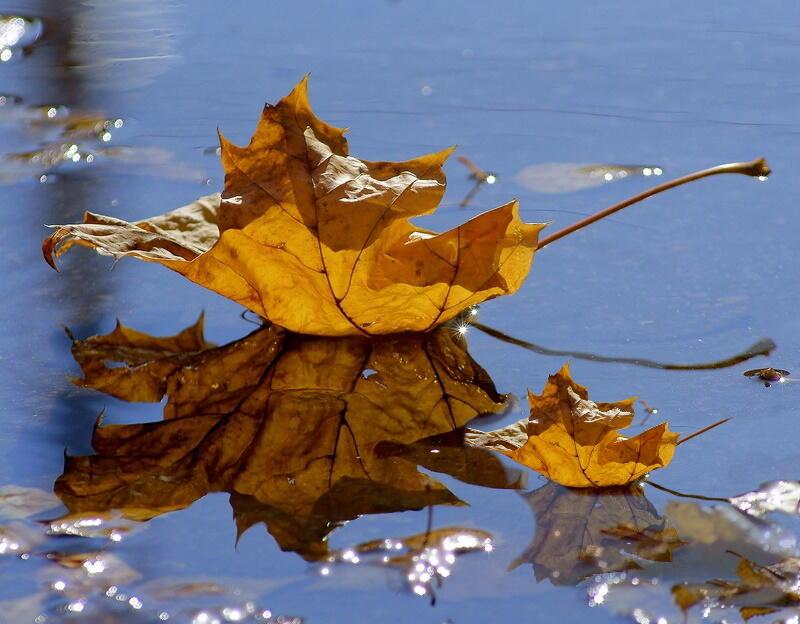 Листья-корабли