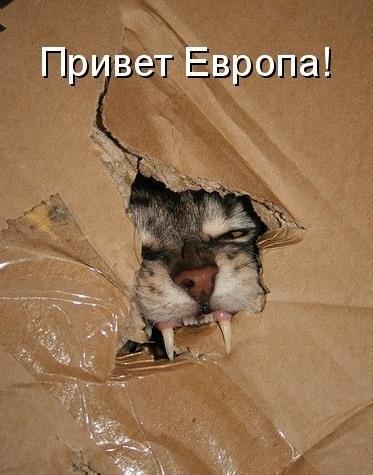 чит кот республики шрёдингера