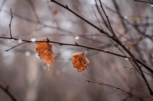 Реквием ноябрю