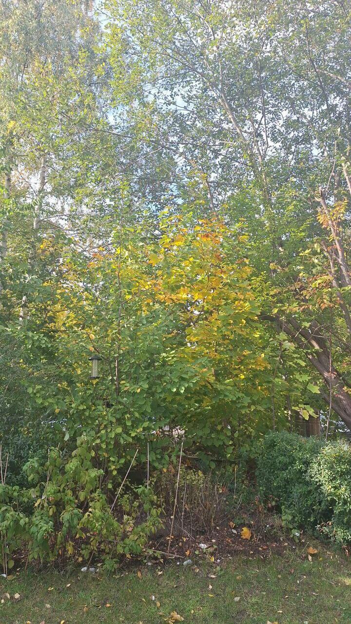 Молясь Тебе, Отче 