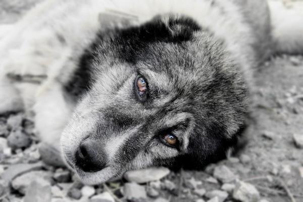 В ТОМ ДАЛЁКОМ,  ВОСЕМЬДЕСЯТ ВТОРОМ…