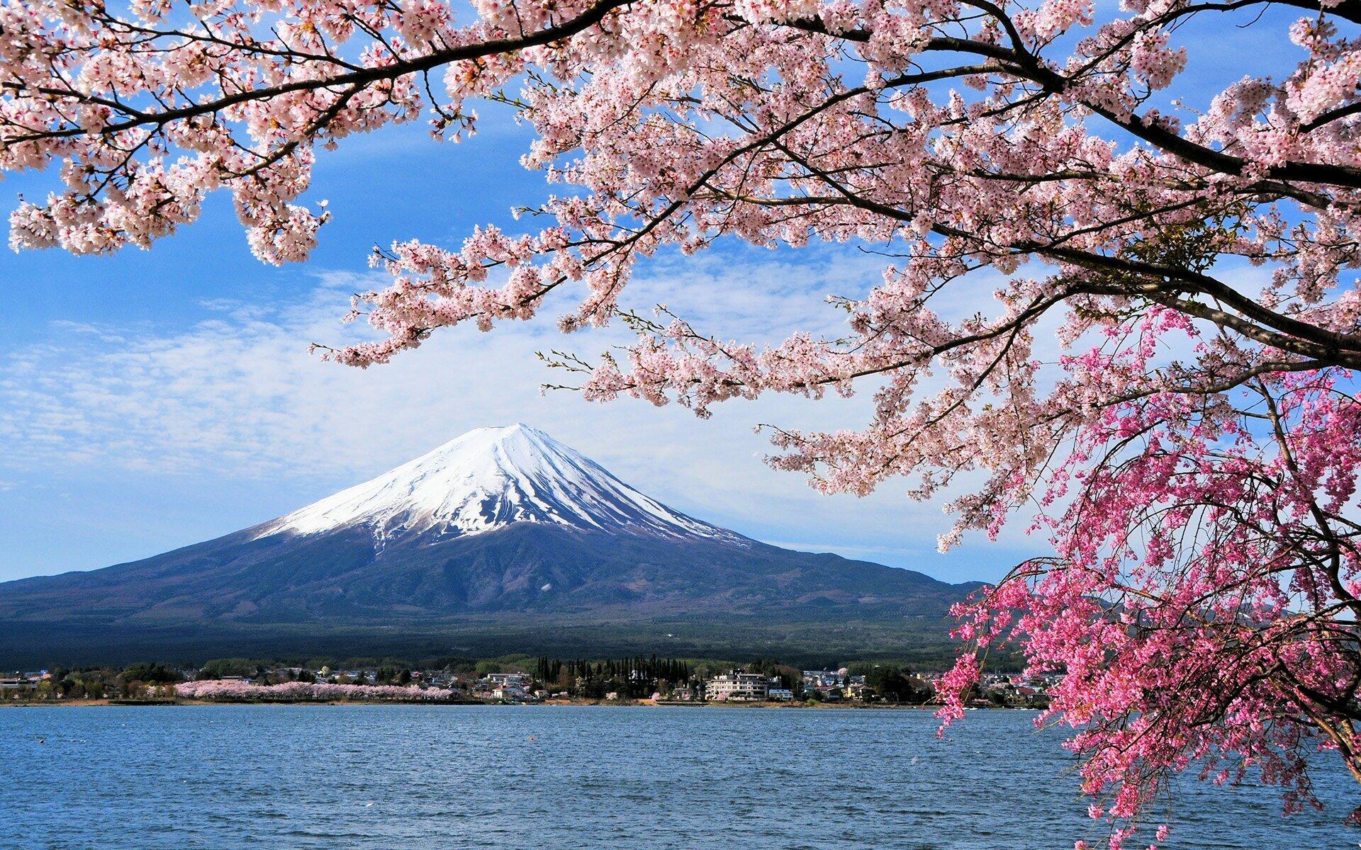 цветущая сакура на фоне гор