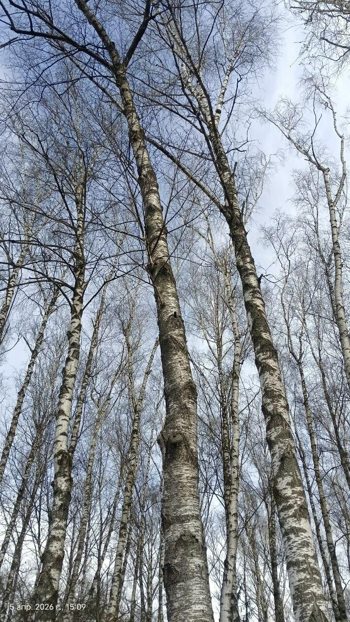 Плачет берёза