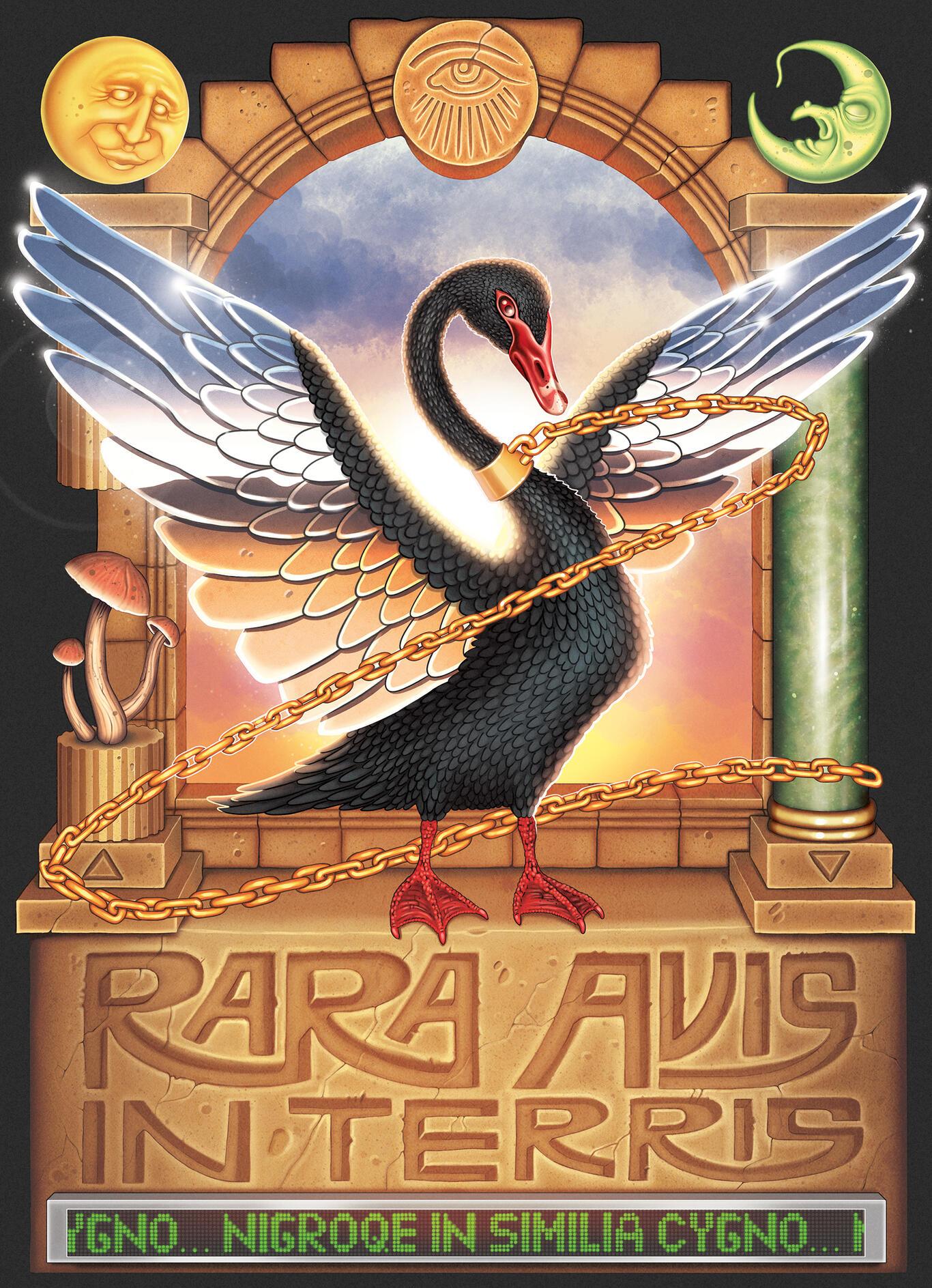 Черный лебедь...