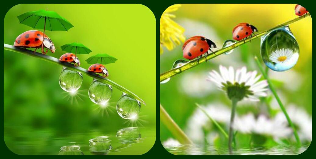 Собрались в поход букашки,