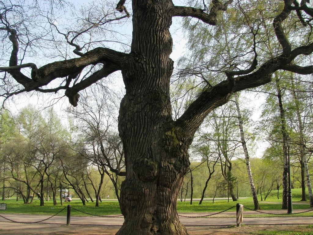 Село дуб. Парк Коломенское дубы. Коломенское музей-заповедник дуб Петра. Парк Коломенское исторический дуб. ШЕСТИСОТЛЕТНИЙ дуб в Коломенском.