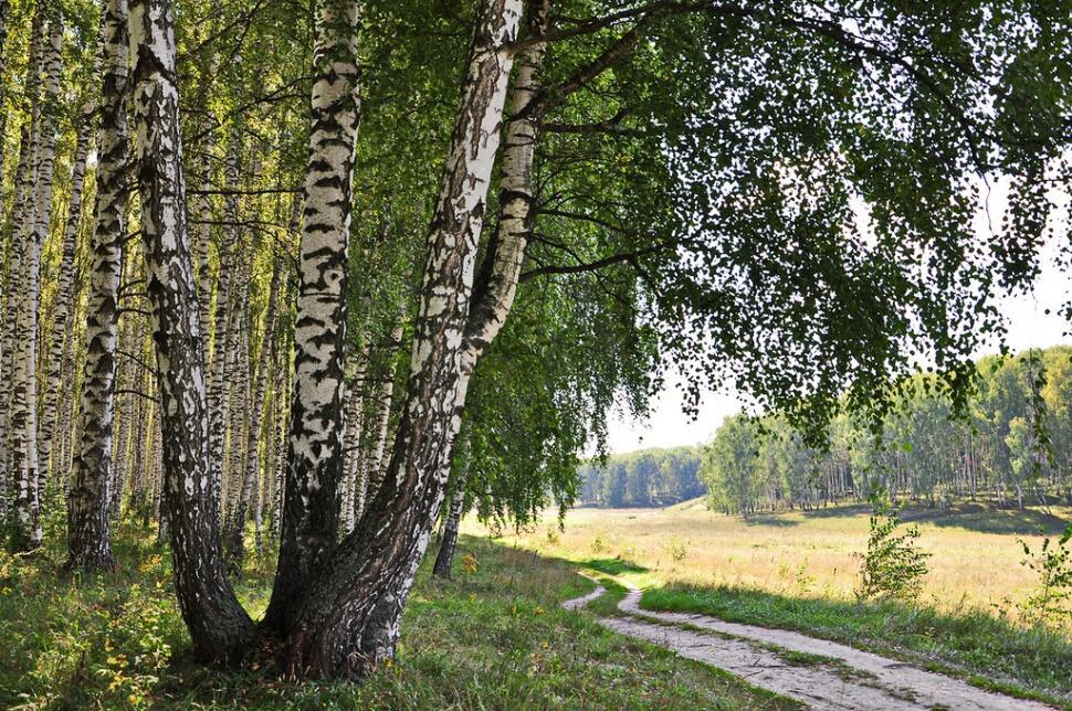 ЛЕС /СВЕТЛОЙ ПАМЯТИ И.ЯРОСЛАВОВА/ Степанян (Богомолова) Татьяна, мелодекламация