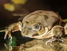 ТИТИКАКСКИЙ СВИСТУН.