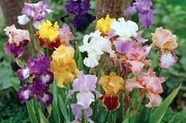 Земли дыхание