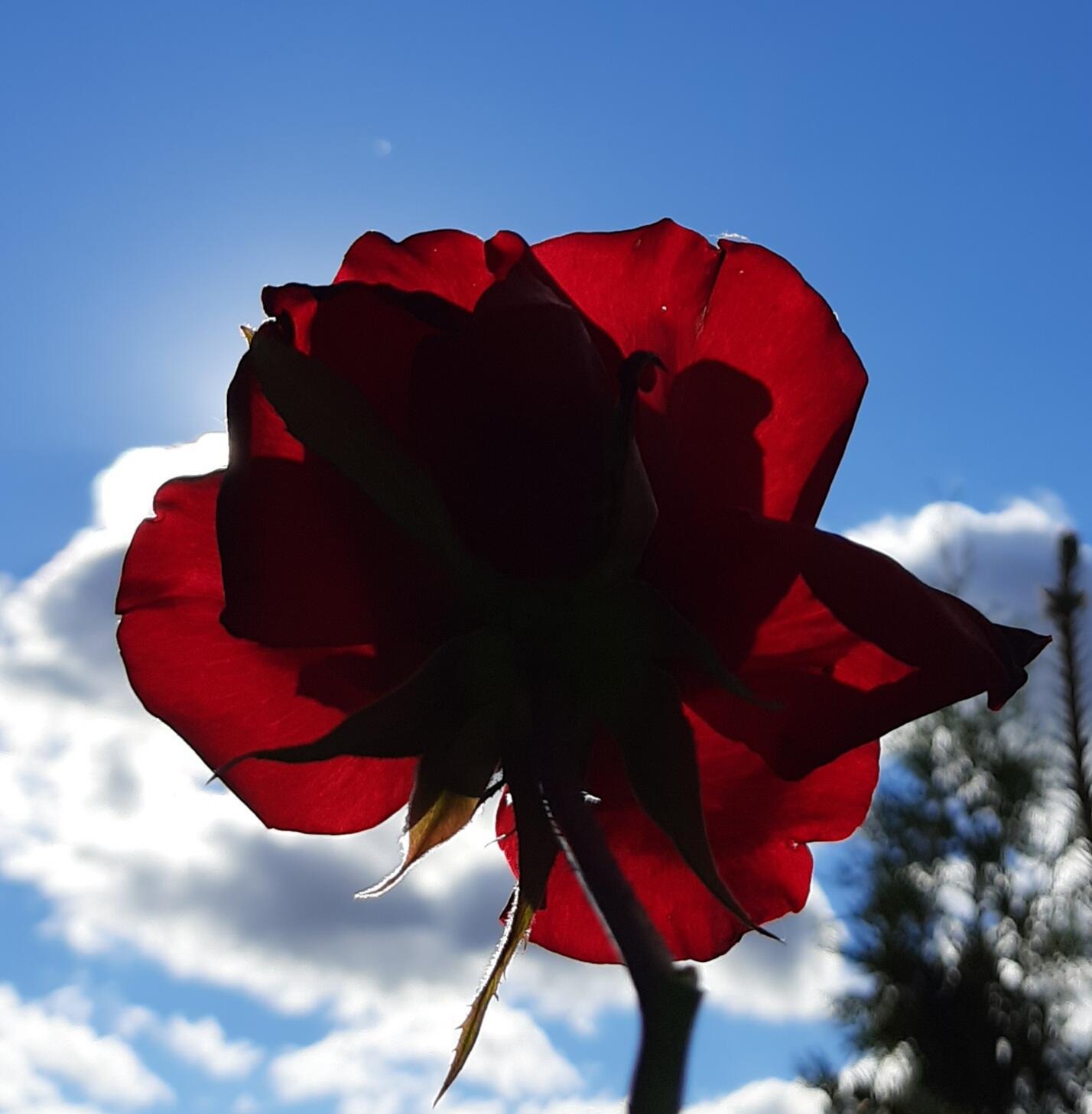 Пять ангелов