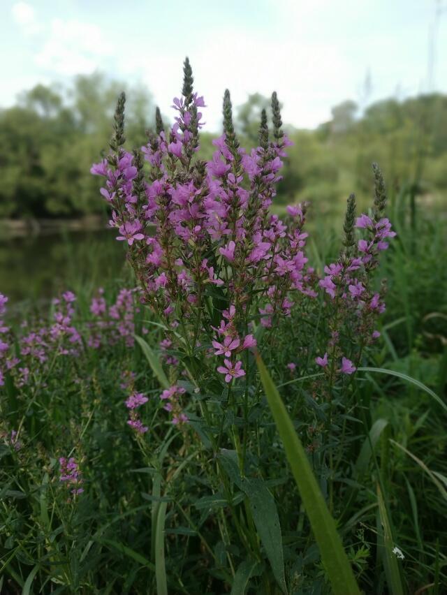 Я не нарушу тишины...