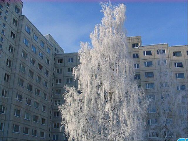 Млеет берёза под нашими окнами.. [B]