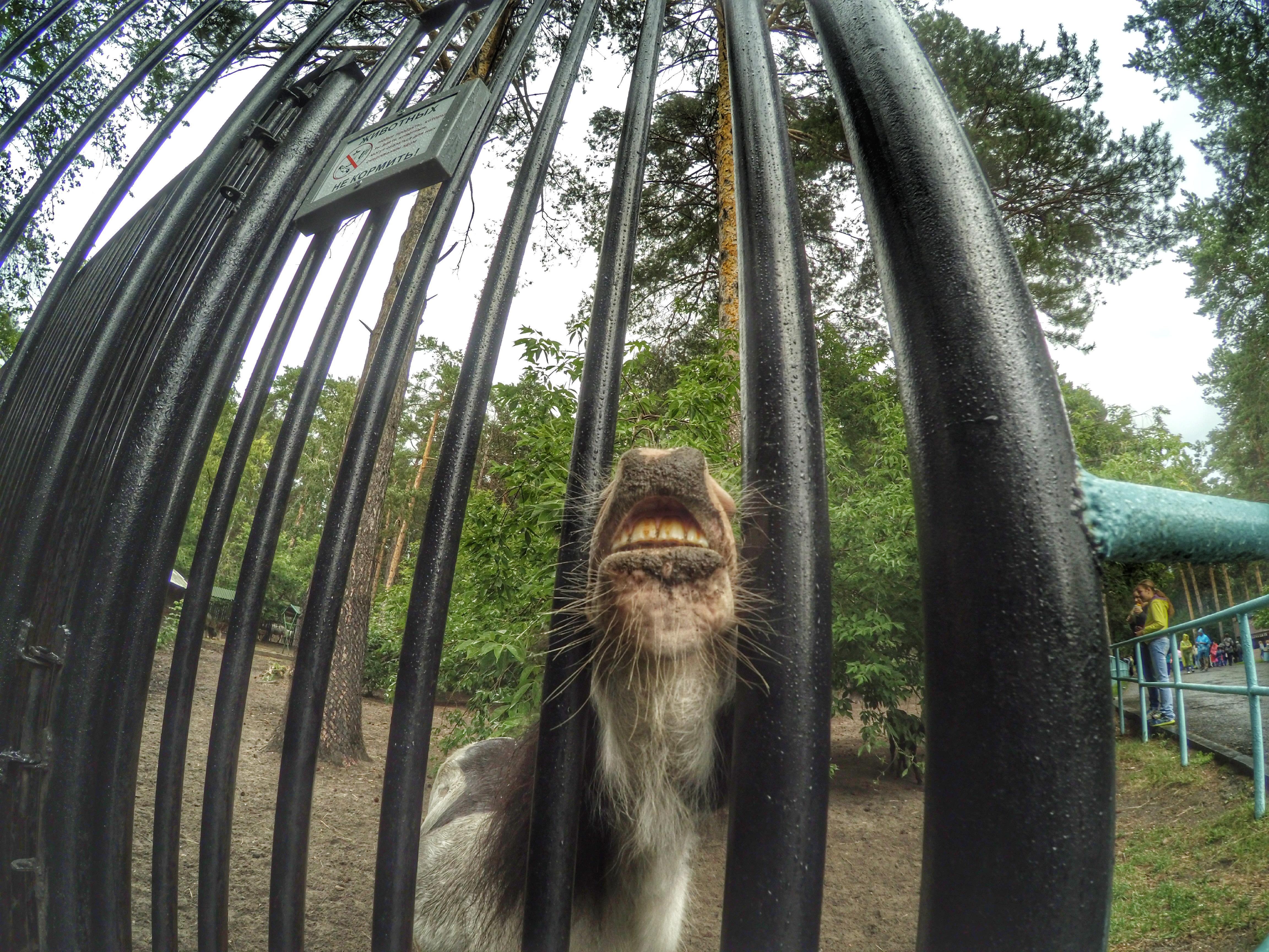 Она заплетала ромашки в причёску