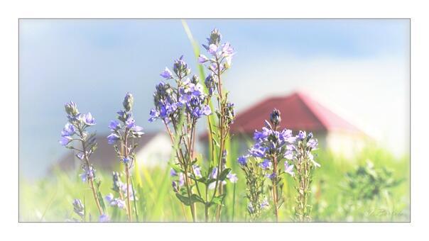 Начало лета