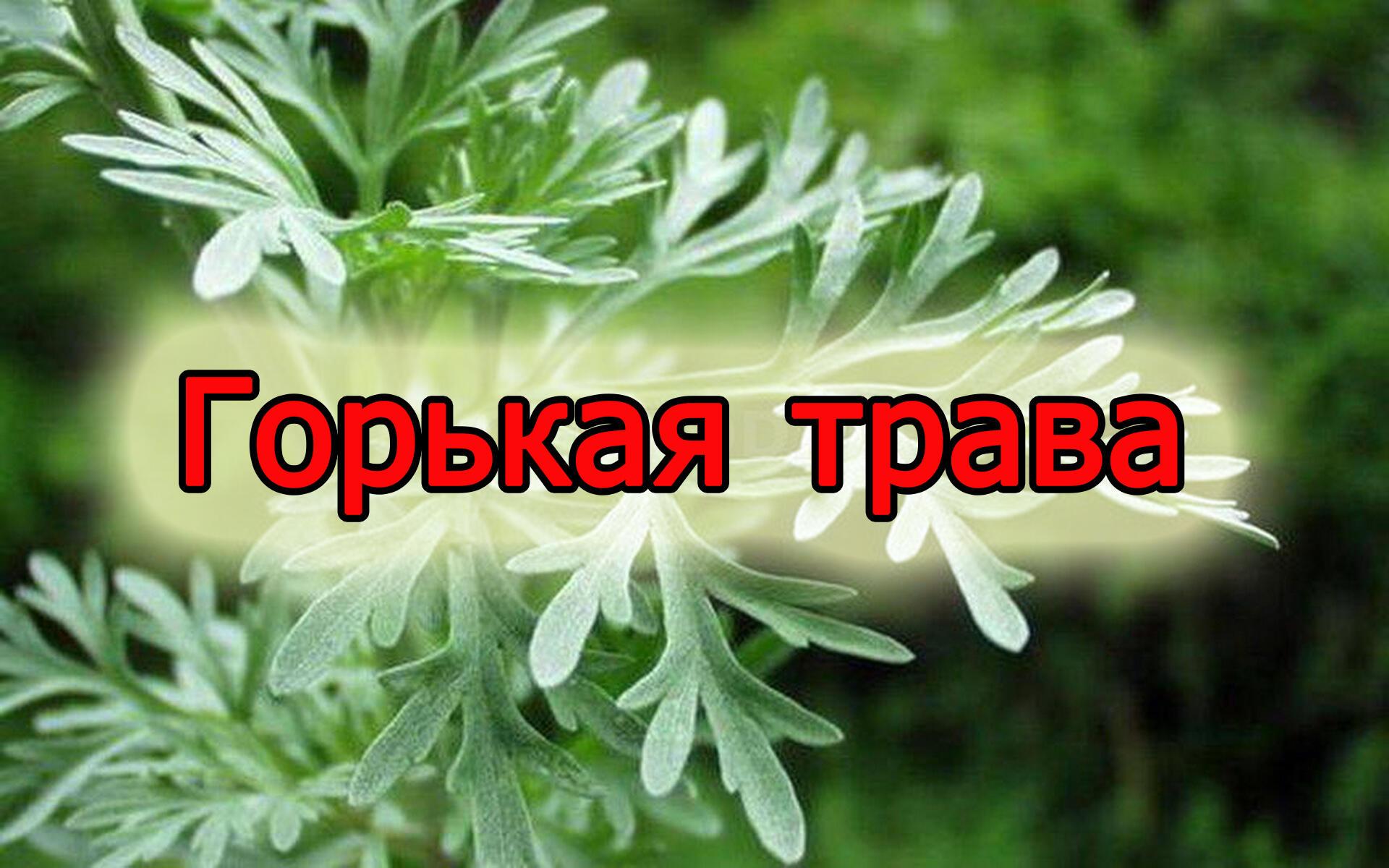 Горькая трава