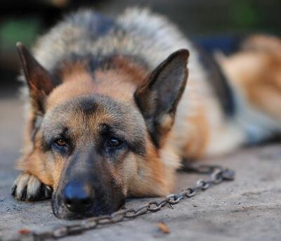 МЫСЛИ НА ЦЕПИ