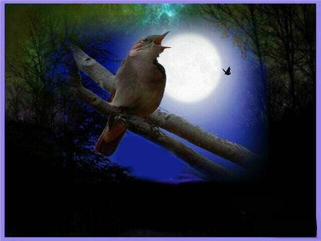 Лунный вечер