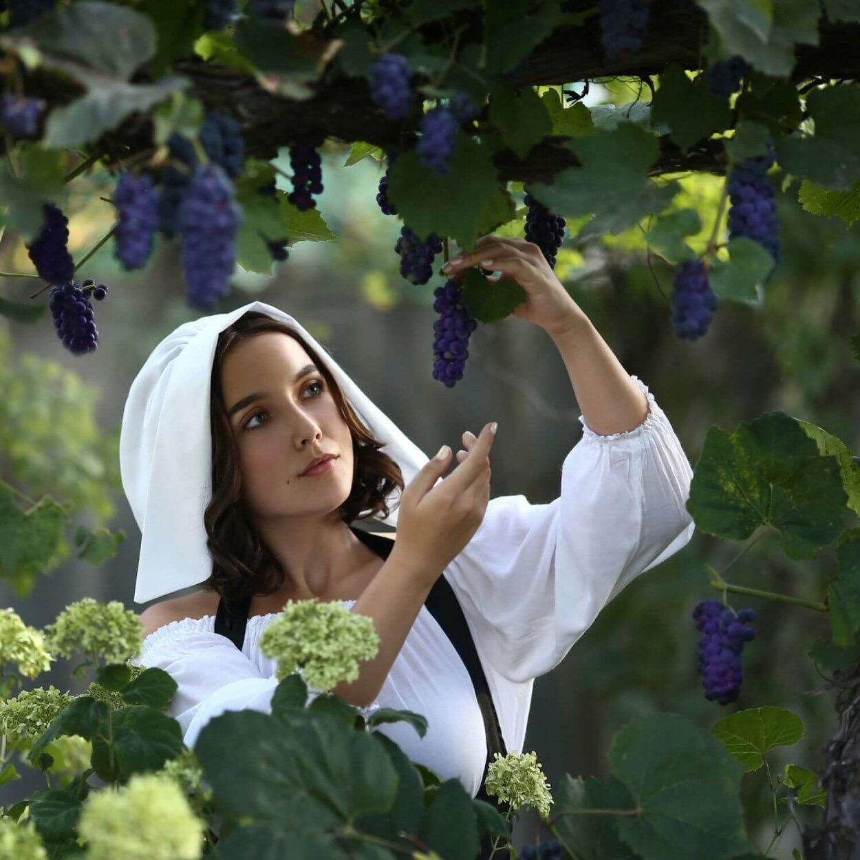 СОЗРЕЛИ  ГРОЗДЬЯ  ВИНОГРАДА