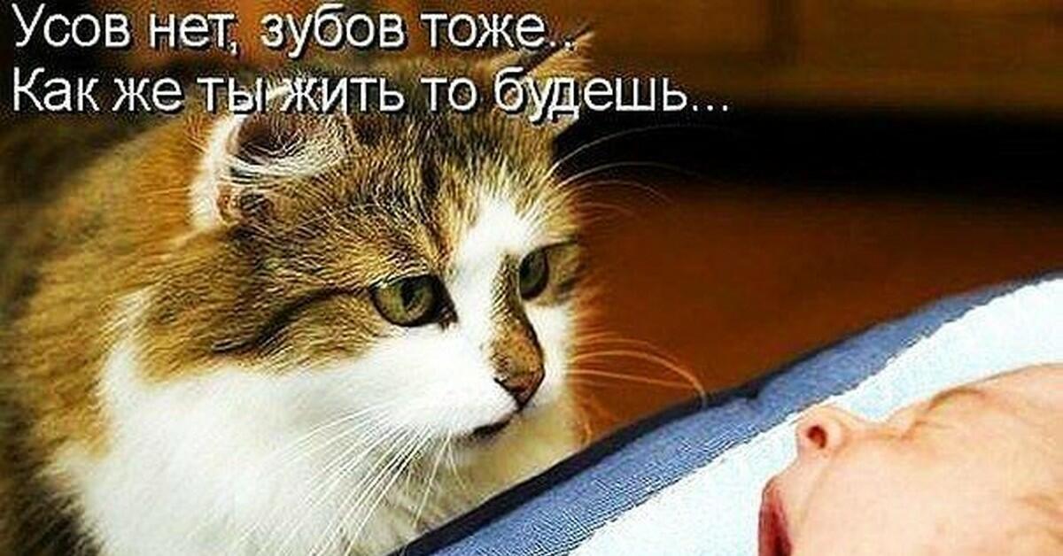 ПЕРЕЖИВАНИЯ КОТА . . .