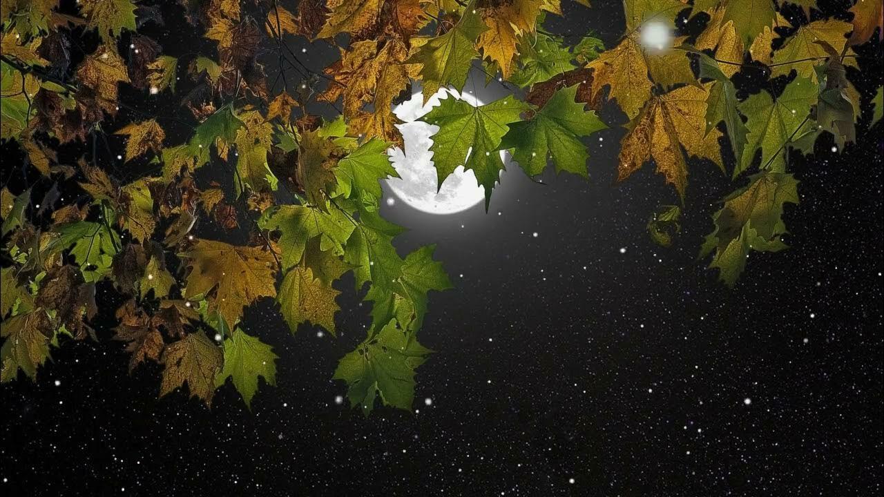 Тёмные аллеи -  Kaibē 