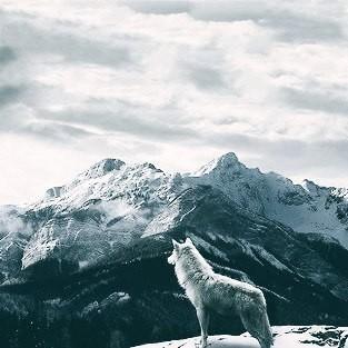 Хозяйка разума