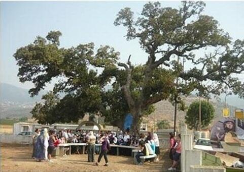 ПЛАТАНОВАЯ СКАМЬЯ