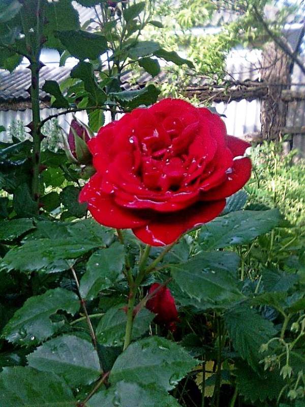 Роза страсти и огня