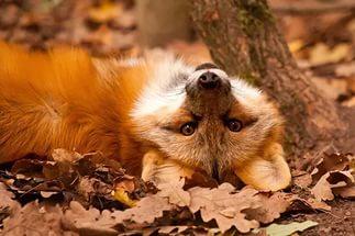Осень - рыжая лиса