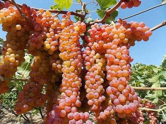 Напитки крепкие лишают нас лица